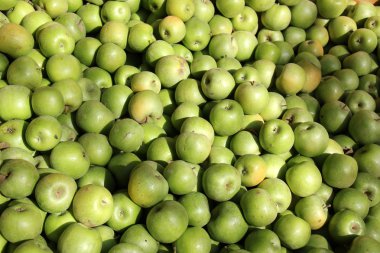 Olgun ve tatlı elma    