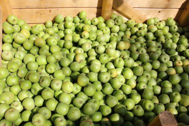 Olgun ve tatlı elma    