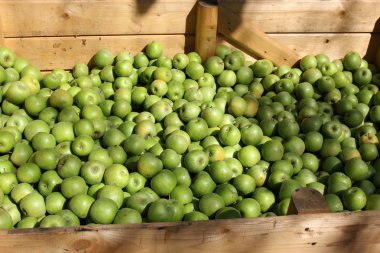 Olgun ve tatlı elma    