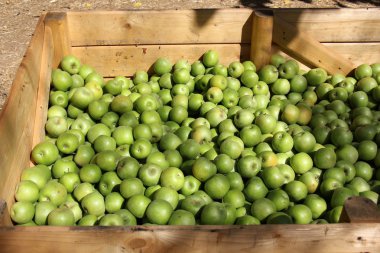 Olgun ve tatlı elma    