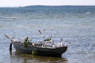 Lake Naroch kuşlara 