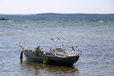 Lake Naroch kuşlara 