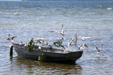 Lake Naroch kuşlara 