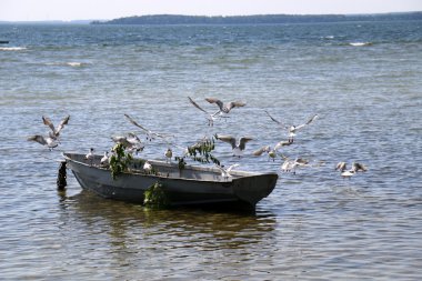 Lake Naroch kuşlara 