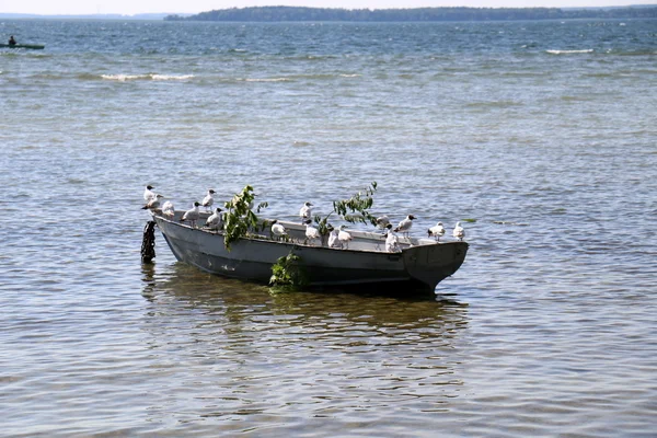 Птицы у озера Нарочь — стоковое фото