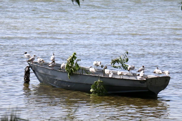 Птиці на озері Naroch — стокове фото