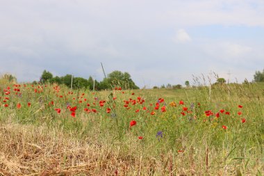 haşhaş bir alan içinde Beyaz Rusya 