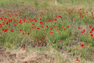 haşhaş bir alan içinde Beyaz Rusya 