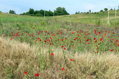 haşhaş bir alan içinde Beyaz Rusya 