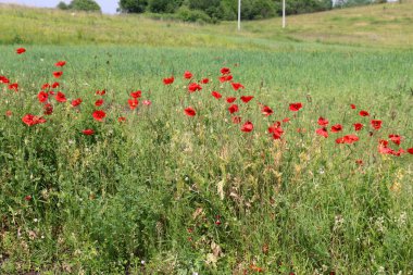 haşhaş bir alan içinde Beyaz Rusya 