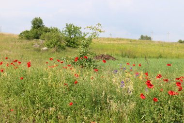 haşhaş bir alan içinde Beyaz Rusya 