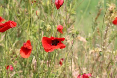 haşhaş bir alan içinde Beyaz Rusya 