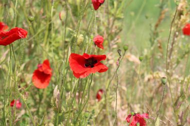haşhaş bir alan içinde Beyaz Rusya 