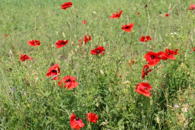 haşhaş bir alan içinde Beyaz Rusya 