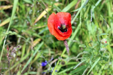 haşhaş bir alan içinde Beyaz Rusya 