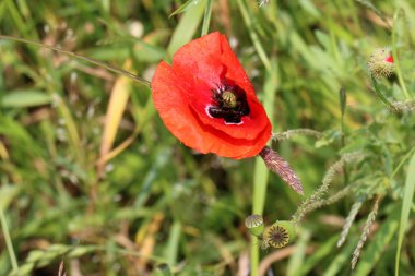 haşhaş bir alan içinde Beyaz Rusya 