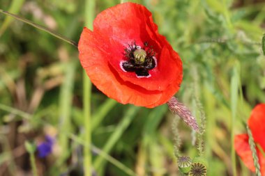 haşhaş bir alan içinde Beyaz Rusya 
