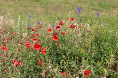 haşhaş bir alan içinde Beyaz Rusya 