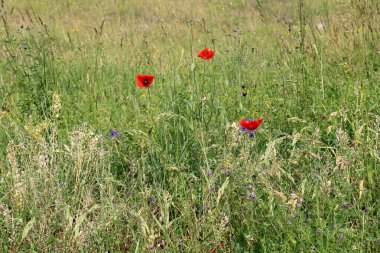 haşhaş bir alan içinde Beyaz Rusya 