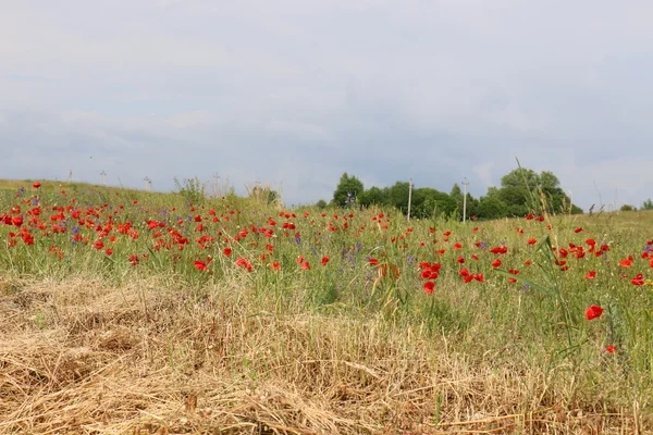 Amapolas en un campo en Belarús — Foto de Stock