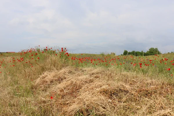 Amapolas en un campo en Belarús — Foto de Stock