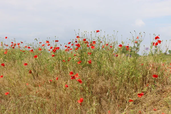 Amapolas en un campo en Belarús — Foto de Stock