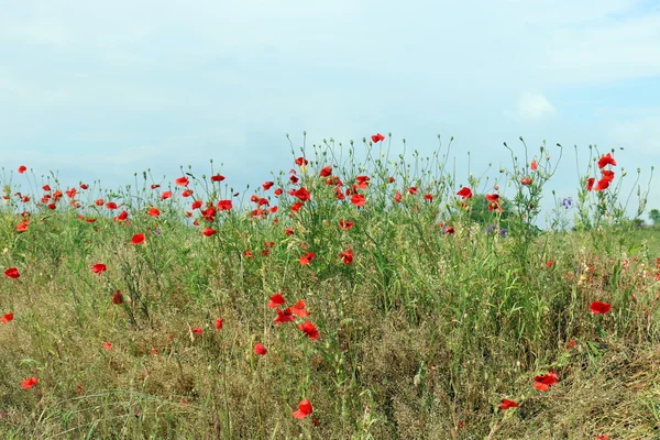 Amapolas en un campo en Belarús — Foto de Stock