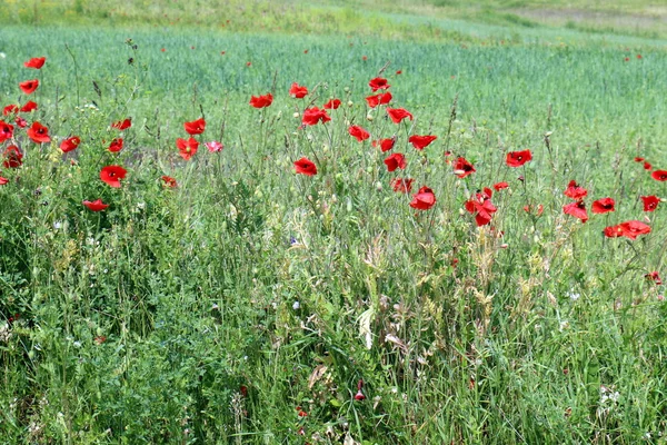 Amapolas en un campo en Belarús — Foto de Stock