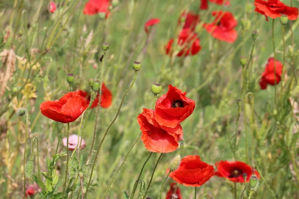 Amapolas en un campo en Belarús — Foto de Stock