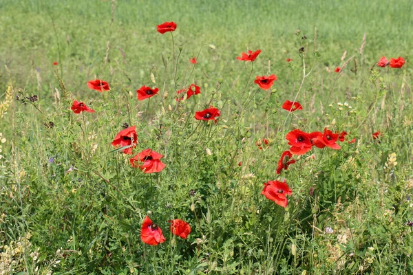 Vallmo i ett fält i Vitryssland — Stockfoto