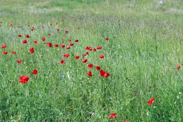 Amapolas en un campo en Belarús — Foto de Stock