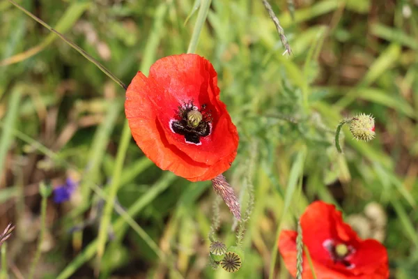 Amapolas en un campo en Belarús — Foto de Stock