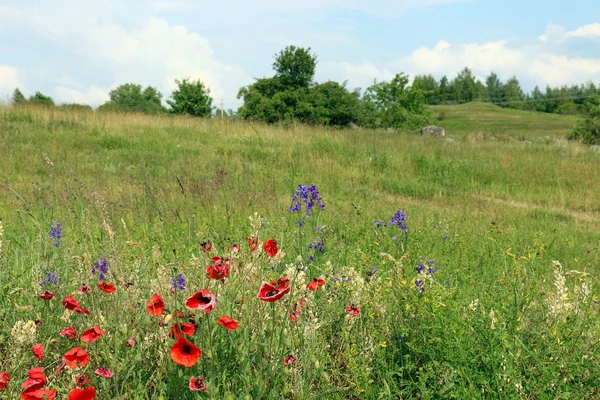 Amapolas en un campo en Belarús — Foto de Stock