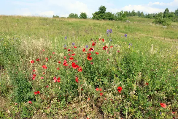 Amapolas en un campo en Belarús — Foto de Stock