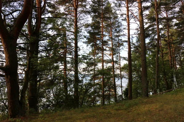 Verano en el lago Naroch — Foto de Stock