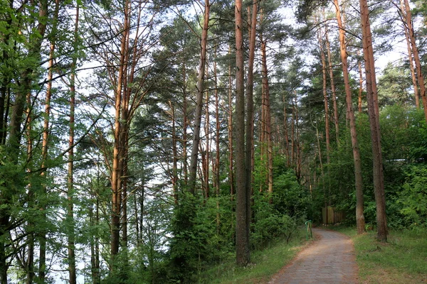 Lato nad jeziorem Narocz — Zdjęcie stockowe