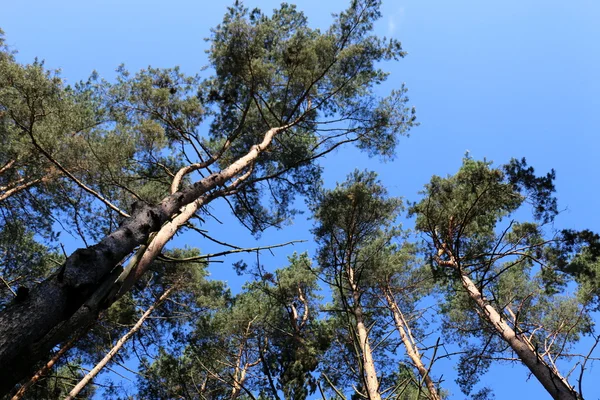 Sommeren ved Naroch-sjøen – stockfoto