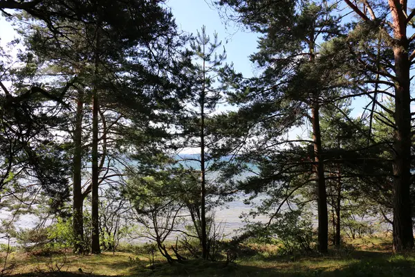 Verano en el lago Naroch — Foto de Stock