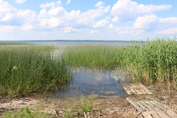 Влітку на озері Naroch — стокове фото