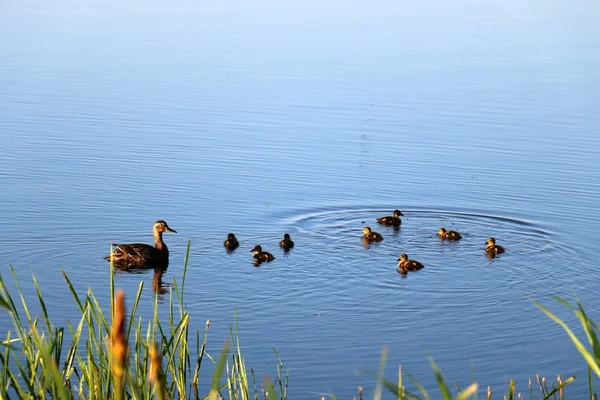 Summer at Lake Naroch — Stockfoto