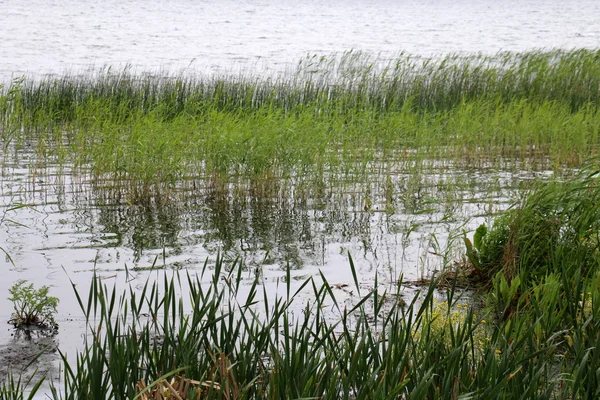 Лето на озере Нарочь — стоковое фото