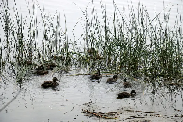 Verano en el lago Naroch — Foto de Stock