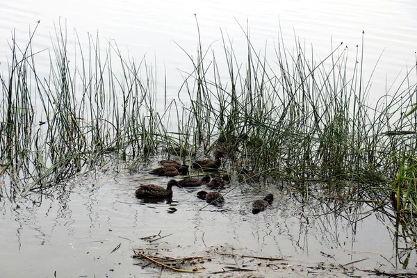 Лето на озере Нарочь — стоковое фото