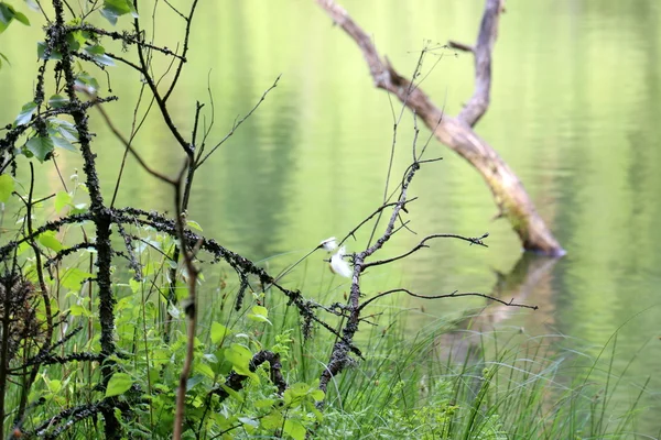 Nationalpark "naroch" — Stockfoto