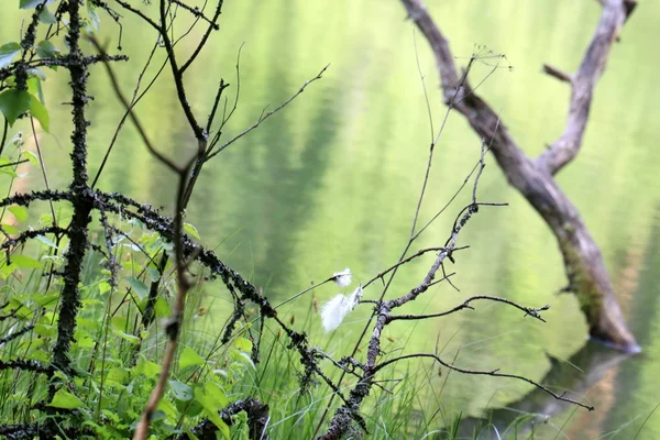 Nationaal park "Naroch" — Stockfoto