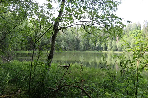 국립 공원 "Naroch" — 스톡 사진
