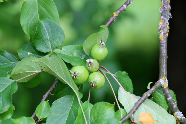Национальный парк "Нарочь"
" 