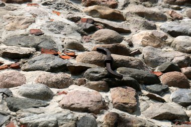 Vilnius Gediminas kaleden görünümü 