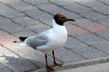 Kıyıdaki martılar 