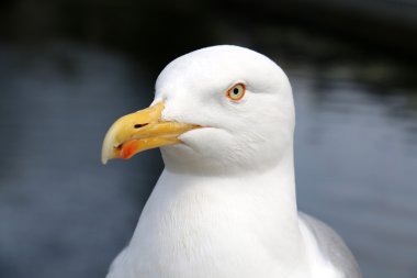 Kıyıdaki martılar 